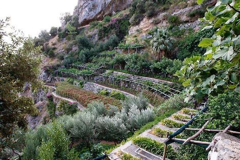 Terraced Permaculture Garden, Terraced Farming, Hillside Farming, Terraced Vegetable Garden, Steep Backyard, Hillside Farms, Kitchen Gardens, Hillside Garden, Garden On A Hill