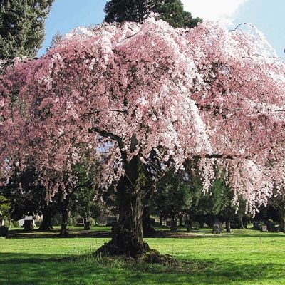 The Weeping Potted Cherry tree is so delicate and graceful, it could be considered a work of art. In spite of its delicate looks, it is one of the hardiest ornamental trees. They weep all the way up and down their trunks. Since on its own root stock, this cherry tree has no graft that can be injured by below zero freezes. Grows 20-30' tall.  Shipped in a 3 pot. Hydrangea Tree, Weeping Cherry Tree, Weeping Cherry, Weeping Willow Tree, Casa Exterior, Magnolia Trees, Potted Trees, Ornamental Trees, Willow Tree