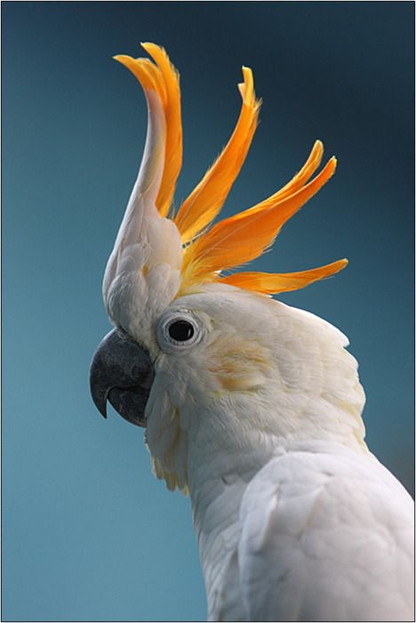 Citron Crested Cockatoo Burung Kakatua, Australian Parrots, Regard Animal, Australian Birds, Australian Animals, Bird Pictures, Exotic Birds, Pretty Birds, Bird Photo