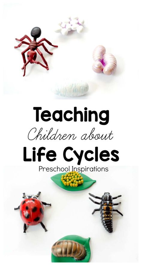 Teaching children about life cycles with hands-on learning materials Ecers Classroom, Butterflies Preschool, Preschool Flowers, Preschool Inspirations, Life Cycles Preschool, Preschool Garden, Preschool Science Activities, Science Experiments For Preschoolers, Learning Tips