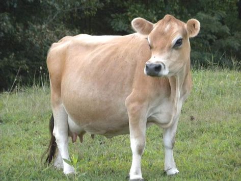 Mini Jersey Cow, Small Cows, Jersey Cow Milk, Jersey Cattle, Miniature Cattle, Milk Cows, Miniature Cows, Raising Farm Animals, Mini Cows