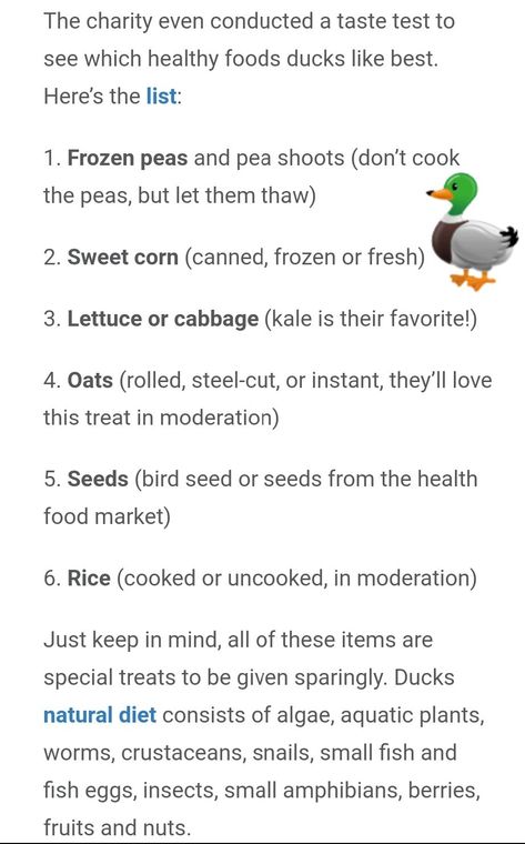 Diy Duck Feed Recipe, What To Feed Ducks, Duck Care, Types Of Ducks, Pet Duck, Duck Feed, Pekin Duck, Backyard Ducks, Chicken Coop Garden