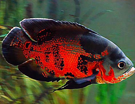 Tiger Oscar Fish, Cichlid Aquarium, Oscar Fish, Cichlid Fish, Fish Tank Design, Tropical Fish Aquarium, Tropical Freshwater Fish, Food Fish, Fish Breeding