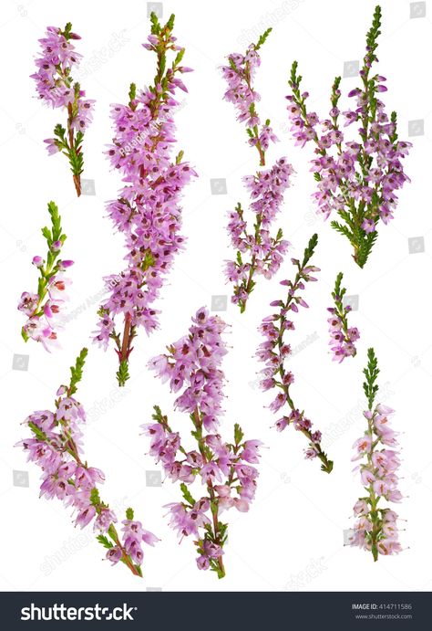 Heather Flower Drawing, Flower Drawing Tattoo, Moms Tattoo, Drawing Tattoo Ideas, Scottish Tattoos, Calluna Vulgaris, Nature Drawings, Thistles Art, Scottish Flowers