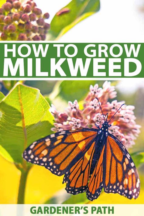 Milkweed Garden, Raising Monarch Butterflies, Pollinator Garden Design, Monarch Butterfly Garden, Butterfly Garden Plants, Butterfly Garden Design, Butterfly Habitat, Milkweed Plant, Butterfly Plants