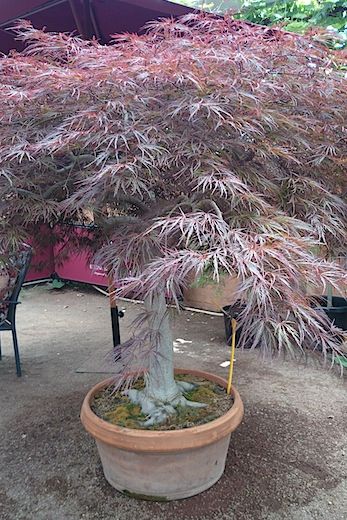 Japanese Maple In Pot, Japanese Maple Tree Care, Potted Trees Patio, Japanese Maple Tree Varieties, Types Of Bonsai Trees, Japanese Maple Care, Maple Tree Landscape, Horticulture Garden, Beauty Of Japan