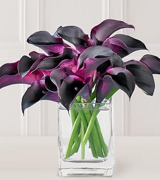 Hot Chocolate Calla Lilies Purple Calla Lilies, Mini Calla Lilies, Calla Lily Bouquet, Lily Bouquet, Calla Lilies, Black Flowers, Arte Floral, Flower Beauty, Calla Lily