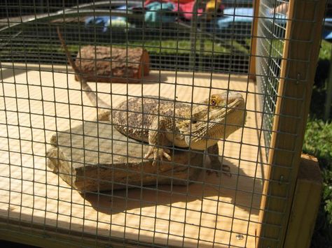 Image Bearded Dragon Outside Enclosure, Bearded Dragon Outdoor Enclosure, Bearded Dragon Cage Ideas Diy, Outdoor Bearded Dragon Enclosure Diy, Diy Bearded Dragon Enclosure Furniture, Ikea Bearded Dragon Enclosure, Bearded Dragon Enclosure, Bearded Dragon Cage, Bearded Dragon Diy