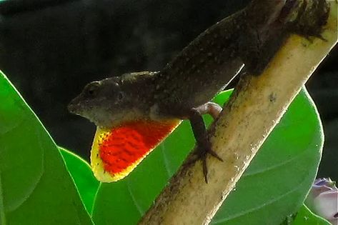 How to Create a Habitat for a Green Anole Lizard - HubPages Green Anole Lizard, Anole Lizards, Green Anole, Lizards, Habitat, Fish Pet, To Create, Green, Animals