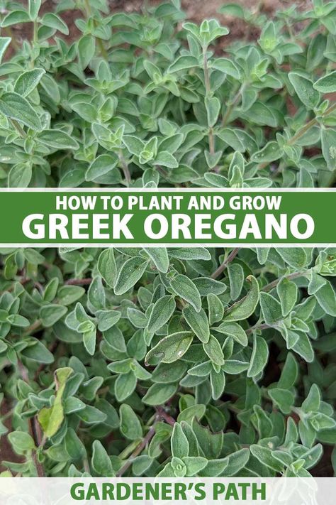 A close up vertical image of Greek oregano (Origanum vulgare var. hirtum) growing in the garden. To the center and bottom of the frame is green and white printed text. Greek Oregano Plant, Different Types Of Oregano Plants, Grow Oregano, Southern Gardening, Growing Oregano, Greek Oregano, Tea Plants, Oregano Plant, Texas Landscaping