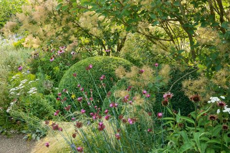 Tom Stuart Smith Planting, Tom Stuart Smith Gardens, Naturalistic Planting, London Gardens, Cotinus Coggygria, Tom Stuart Smith, English Garden Design, Beautiful Borders, Planting Design