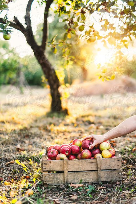 Apple Orchard Photography, Orchard Photography, Autumn Tale, Harvest Farm, Country Vibes, Summer Country, Apple Farm, Local Farmers Market, Apple Fruit