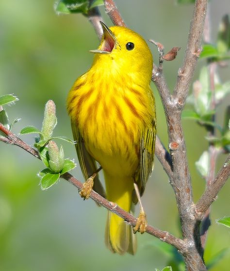 Yellow Warbler bird Birds Voice, Catherine Klein, Yellow Warbler, Singing Bird, Yellow Bird, Yellow Tones, Colorful Birds, Song Bird, Bird Feathers