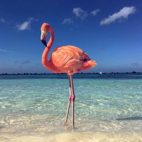 270 Likes, 9 Comments - Marbys Negretti (@marbysnegretti) on Instagram: “I 💗 flamingos!!! #flamingo #beach #aruba #flamingobeach #pink #iloveflamingos #caribbean #fun…” Flamingo Pictures, Flamingo Wallpaper, Flamingo Painting, Flamingo Beach, رعب نفسي, Flamingo Bird, Flamingo Art, Bird Wallpaper, Pink Bird