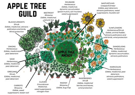 Garden With Greenhouse Design, Permaculture Fruit Tree Guild, Apple Guild Permaculture, Backyard Apple Tree Landscaping, Permaculture Guilds Fruit Trees, Food Forest Garden Permaculture Design, Fruit Tree Planting Guide, Apple Tree Guild Companion Planting, Fruit Tree Guild Permaculture Design