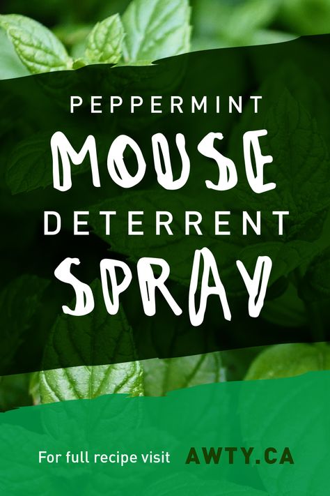 Peppermint Spray For Mice, Mouse Deterrent, Mouse Recipes, Peppermint Spray, Camping Diy, Are We There Yet, Peppermint Scent, Diy Sprays, Cup Of Water