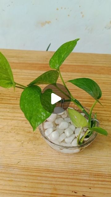 Fashion home gardening on Instagram: "Unique Growing Style For Money plant.
#instagramreels #gardeningideas #moneyplant #decor #idoorplant" Money Plant Decor Ideas, Money Plant Decor, Money Plant Indoor, Kitchen Plants, Money Plant, Home Gardening, Plant Decor, Indoor Plants, Home And Garden