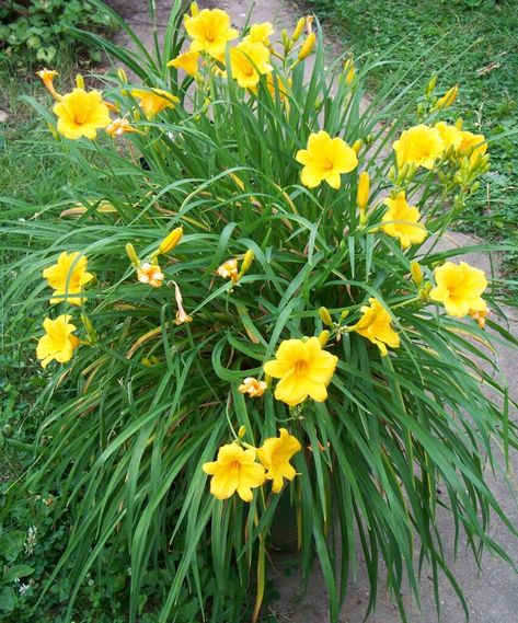 Stella doro daylily plant...it's a perennial that is also a long bloomer and stays where you put it.  Easy maintenance! Stella Doro Daylily, Yellow Day Lily, Yellow Daylily, Yellow Lilies, Day Lilly, Day Lillies, Day Lily, Yellow Flowers Names, Yellow Perennials