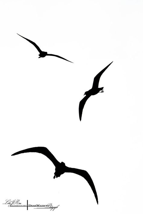 Bird Silhouette Tattoos, Seagull Tattoo, Jungle Clipart, Marine Tattoo, Vogel Silhouette, Bird Silhouettes, Silhouette Tattoo, Fly Drawing, Tattoo Bird