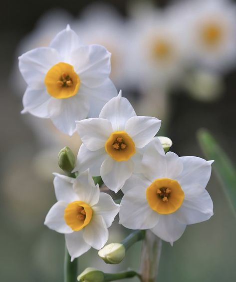 Eid Images, Narcissus Flower, Daffodil Flower, Nothing But Flowers, Flower Therapy, House Plants Decor, Birth Month Flowers, Spring Blooms, Orchid Flower