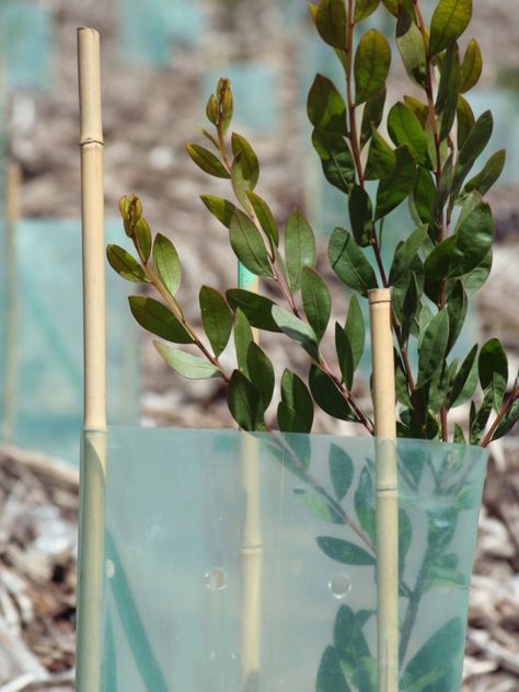 Grow Eucalyptus, Recycle Garden, Seed Growing, Eucalyptus Plant, Garden Remedies, Florida Gardening, Herb Farm, Eucalyptus Tree, Seed Saving