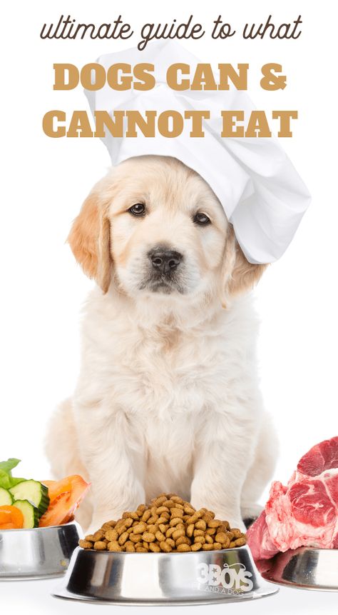 what human foods can my dog eat Purina Dog Food, Homemade Dog Toys, Organic Dog Food, Organic Dog Treats, Grain Free Dog Food, Dog Food Brands, Healthy Dog Food Recipes, Healthy Dog Treat Recipes, Human Food