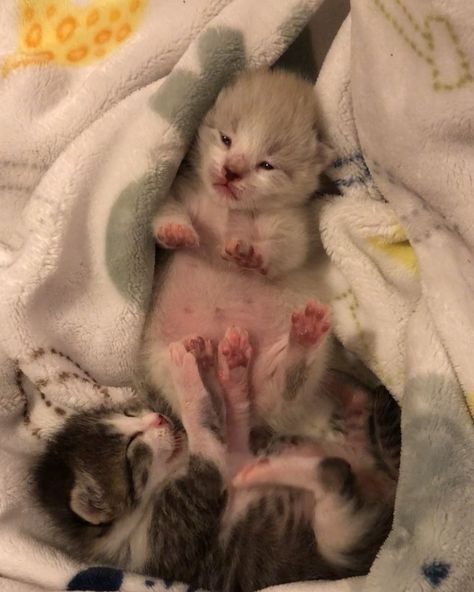 Woman Saves Newborn Kitten and Comes Back to Find Her Brother - Cutest Reunion. - Love Meow Feral Kittens, Newborn Kittens, Mother Cat, Foster Kittens, Tiny Kitten, Kitten Rescue, Cat Stories, Mama Cat, Cat Sitting