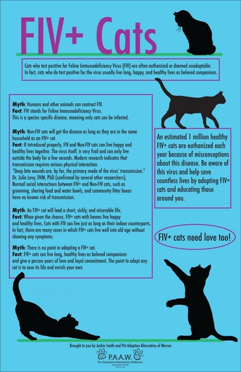 FIV+ Cats: Myth vs. Fact. #FIV #FIVCat #FIVCats #FIVFeline #FIVFelines #FelineImmunodeficiencyVirus #FelineImmunodeficiencyVirusCat #FelineImmunodeficiencyVirusCats #FelineImmunodeficiencyVirusFeline #FelineImmunodeficiencyVirusFelines #CatVirus #CatViruses #FelineVirus #FelineViruses #CatHealth #FelineHealth Veterinary Technician Humor, Cats Infographic, Veterinary Technician Quotes, Vet Tech Tattoo, Vet Tech Quotes, Vet Tech Notes, Cat Infographic, Veterinary Nursing, Vet Tech School