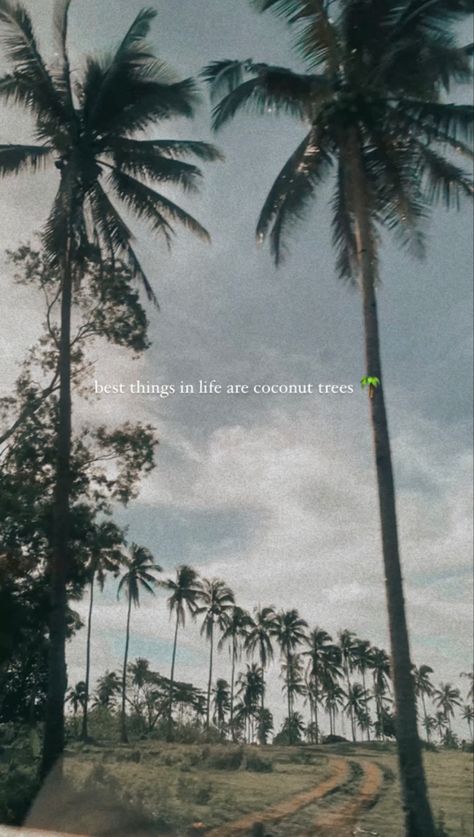 Coconut Tree Captions Instagram, Coconut Quotes, Coconut Tree Aesthetic, Tree Captions, Nature Captions For Instagram, Flower Captions For Instagram, Hindi Poems, Fire Quotes, Aesthetic Post