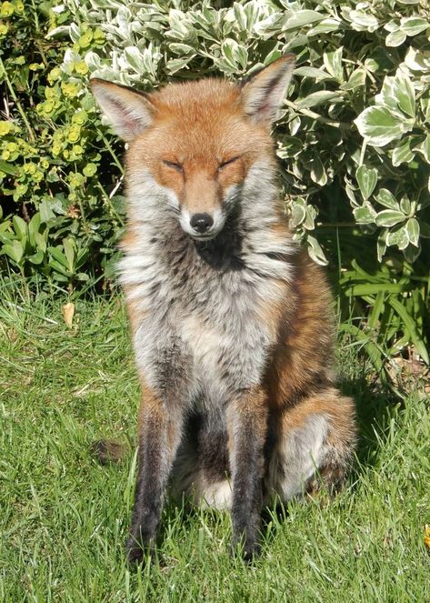 Cottagecore Animals Aesthetic, Nature Animals Aesthetic, Fox Core Aesthetic, Harriet Core, Akasha Core, Zee Core, Cottage Core Animals, Foxes Aesthetic, Damla Core