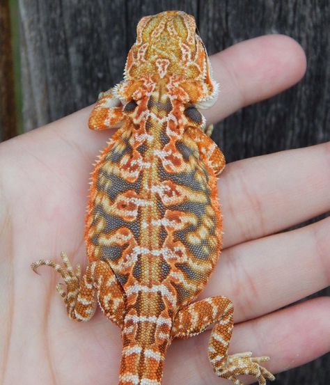 Green Bearded Dragon, Bearded Dragon Colors, Bearded Dragon Diy, Bearded Dragon Funny, Bearded Dragon Cute, Bearded Dragon Care, Cute Lizard, Pretty Snakes, Rabbit Cages