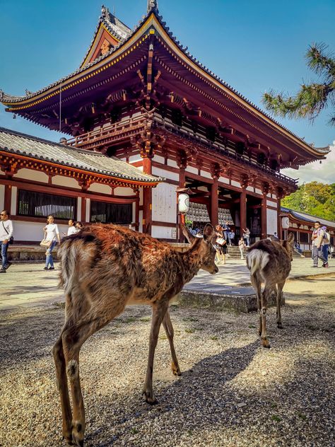 Nara Park in Japan - where the deer run free!! Japan Photo Ideas, Deer Japan, Nara Deer Park, Nara Deer, Nara Park, Japan Temple, Tokyo Japan Travel, Nara Japan, Big Lake