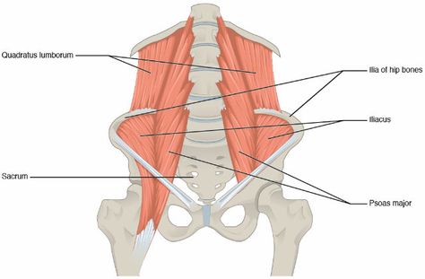 Your Quadratus Lumborum and Back Pain: What You Need to Know Quadratus Lumborum, Belly Breathing, Stretch Routine, Psoas Muscle, Muscle Anatomy, Back Injury, Core Training, Lower Belly, Back Pain Exercises