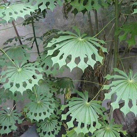 Tapioca Plant, نباتات منزلية, Unusual Plants, Unusual Flowers, Unique Plants, Pretty Plants, Exotic Plants, Exotic Flowers, Cool Plants