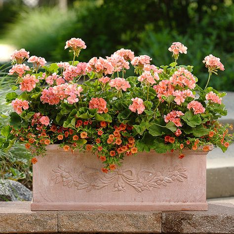 Geranium Planters, Small Garden Waterfalls, Growing Geraniums, Window Box Flowers, Container Gardening Flowers, Balcony Plants, Proven Winners, Succulents In Containers, Container Gardening Vegetables