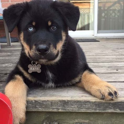 Rottweiler Husky Mix – Rottsky Amazing Puppies for you Rottsky Puppy, Rottweiler Husky Mix, Black Siberian Husky, Rottweiler Mix Puppies, Rottweiler Breeders, German Shepherd Husky, Life Plans, Black Labrador Dog, Labrador Mix