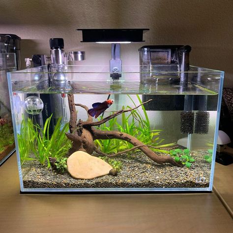 All credit to @two_bettas_and_a_rock  on instagram as the owner of this content. Aqua Ponics, Betta Fish Tank Setup, Aqua Scaping, Fish Tank Ideas, Aquascape Ideas, Fish Aquarium Decorations, Fish Tank Themes, Taman Air, Fish Tank Terrarium