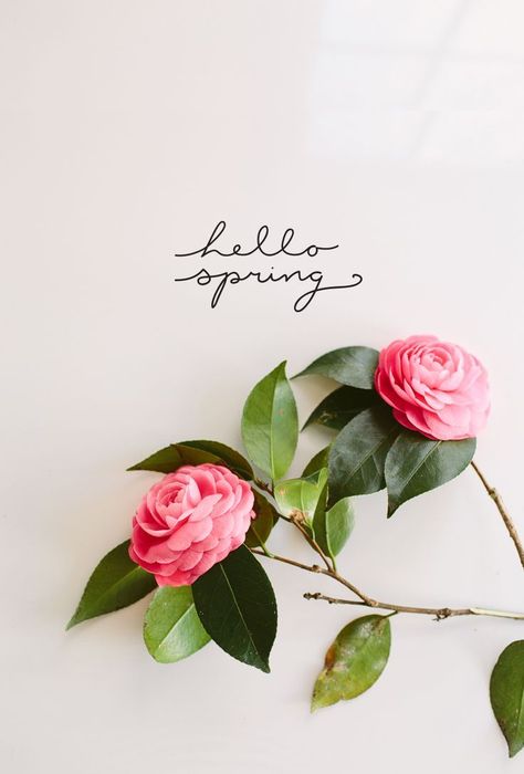 hello spring Hello Spring Wallpaper, Frühling Wallpaper, Diy Frühling, Spring Quotes, Spring Mood, Spring Wallpaper, Spring Fever, Welcome Spring, Spring Aesthetic