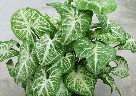 nephthytis | Nephthytis Cascading Plants, Living Wall Garden, Indoor Plant Care Guide, Hanging Plants Diy, Indoor Plant Wall, Arrowhead Plant, Household Plants, Hanging Plant Wall, Outdoor House