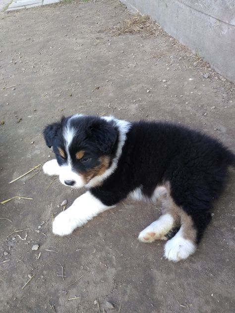 Australian Shepherd Puppy ~ Black Tri Australian Shepherd Puppy Black, Tri Australian Shepherd, Black Tri Australian Shepherd, Mini Australian Shepherd Black Tri, Tri Color Australian Shepherd, Mini Australian Shepherd Red Tri, Australian Shepherd Red Tri, Puppy Black, Aussie Puppy