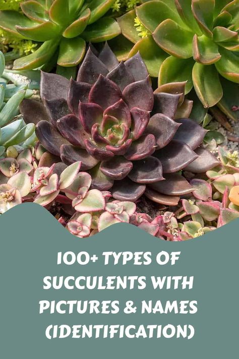 100+ Types of Succulents with Pictures & Names (Identification) Succulent Types Of Names Of, Types Of Echeveria Succulents, Succulent Types Chart, Names Of Succulent Plants, Succulents Names And Pictures, Types Of Succulents With Pictures, Succulents Identification, Succulent Tips, Echeveria Types