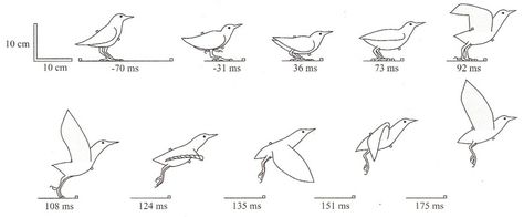 Bird taking off (tattoo idea) Bird Taking Flight Drawing, Bird Flight Cycle, Bird Flying Sequence, Bird Wingspan, Bird Taking Off, Bird Taking Flight, Bird Animation, European Starling, Flying Bird Silhouette