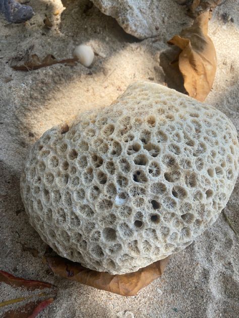 Triphobobia Texture White Coral Reef shell fossil macro image #geology #rock #rockformation #coral #beach #shells #holes #fossil Coral Close Up, Decay Artists, White Coral Reef, Coral Texture, Shell Fossil, Shells Art, Brain Coral, 2024 Moodboard, Coral Fashion