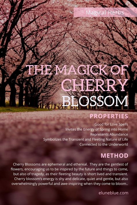 Cherry Blossom Symbolism, Wicca Diy, Cherry Blossom Meaning, Spell Recipes, Cherry Blossom Images, Animal Symbols, Strega Nona, Flower Cherry Blossom, Weeping Cherry Tree