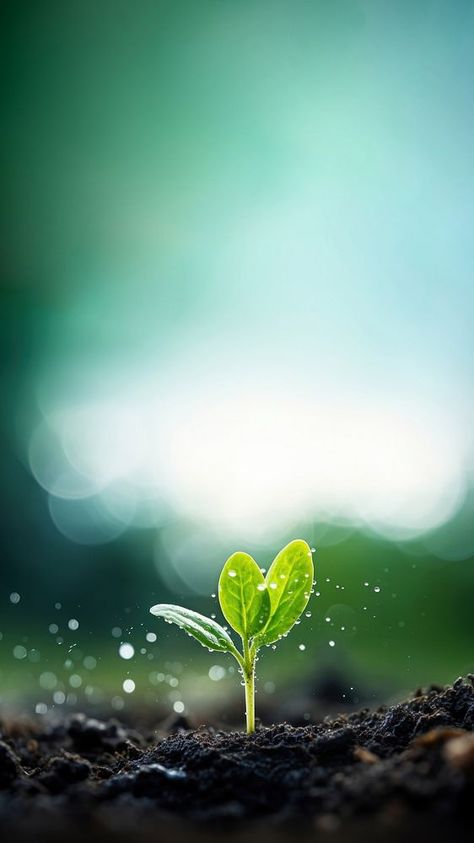 Photo of water drop on newly planted sprout, close up shoot. AI generated Image by rawpixel. | premium image by rawpixel.com / Tanat Chittirungsan Frontyard Landscape Layout, Rose Garden Design, Framed Wallpaper, Close Up Photography, Cool Wallpapers Cartoon, Mosaic Garden, Wallpaper Space, Fairy Garden Diy, Succulent Garden