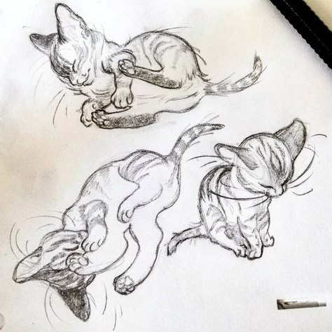 Des chatons!  #cat #kitten #drawing #sketch #pencilsketch #art #artwork #traditionalart #traditionaldrawing Kitten Drawing, Kitten Art, Swag Art, Animal Sketches, Creature Concept Art, July 16, Art Poses, Drawing Sketch, Cat Drawing