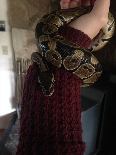 Ball python Full Grown Ball Python, Ball Python Aesthetic, Python Aesthetic, Ball Python Pet, Ball Python Snake, Snake Aesthetic, Baby Ball Python, Cool Snakes, Pretty Snakes