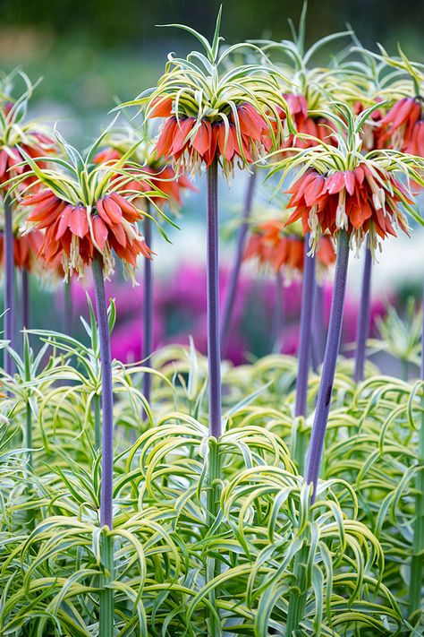 Extraordinary Spring Bulbs to Plant in Fall - FineGardening Bulbs To Plant In Fall, Fritillaria Imperialis, Fall Bulb Planting, Plant In Fall, Bulb Planting, Crown Imperial, Garden Nails, Mediterranean Plants, Fall Bulbs