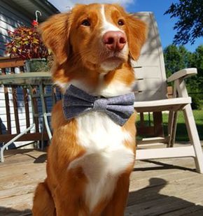 Tollers are known for their stunning reddish-orange coat and their white markings. | 17 Photos That'll Make You Want To Adopt A Nova Scotia Duck Tolling... Novia Scotia Duck Tolling Retriever, Animal Backgrounds, Canadian Dog, Service Dogs Breeds, Duck Toller, Orange Dog, Nova Scotia Duck Tolling Retriever, Disabled Dog, Orange Coat