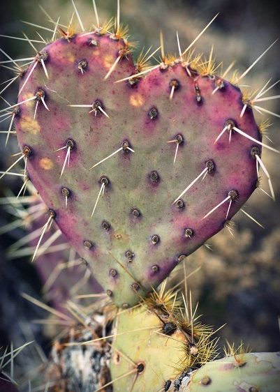 Prickly pear cactus in the shape of a heart. Cactus Heart, Cactus Ceramic, Heart In Nature, Making Plant Pots, Pear Cactus, Prickly Pear Cactus, Cactus Art, Cactus Flowers, Desert Plants